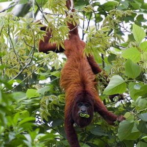 Combo Selva y Pampas 5d/4n