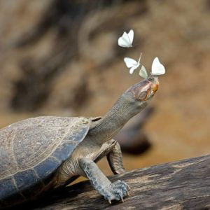 Pampas - Delfines & Anaconda 3 días 2 noches